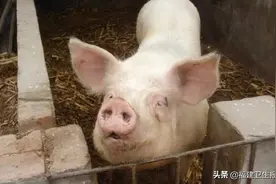 “医生，我被母猪咬了一口，要打狂犬疫苗吗？”图片