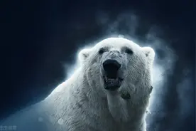 新疆发现白色棕熊，北极熊的“亲戚”？或与基因有关图片