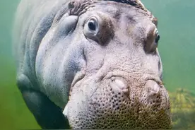 顶翻狮子、口撕鳄鱼的河马，到底有多恐怖？非洲只有一物能制服它图片