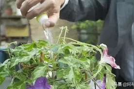牵牛花在日本也有市集，只是它有另外一个名字图片