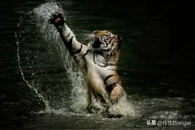 水花飞溅，实拍老虎从水中跳起扑击瞬间，突如其来的力量令人震撼图片