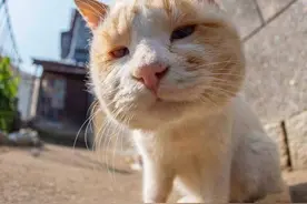 猫咪老年病——心脏病！猫咪猝死的主要原因之一！极难防范图片