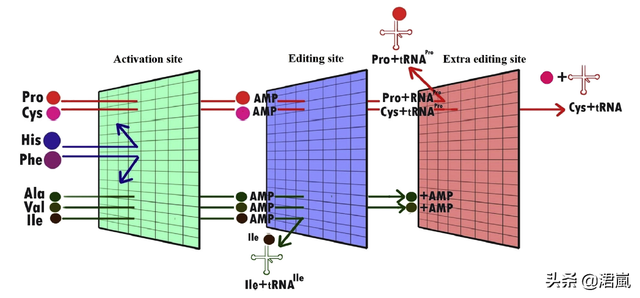 蛋白质翻译时如何确保选择正确的tRNA？