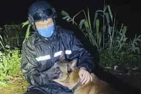 云南民警巡边突遇2米眼镜蛇，马犬忠心护主被咬死，巡边有多危险图片