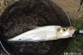 如何飞磕翘嘴？频率聚鱼是前提，飞铅钓法的使用才是点睛之笔图片