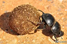 从埃及的动物神公牛和母牛谈起图片