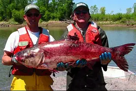 亚洲鲤鱼在这个国家泛滥成灾，科学家：给当地带来的灾难远非想象图片