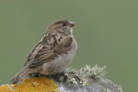 你经常见到的麻雀，你真的了解它吗？图片