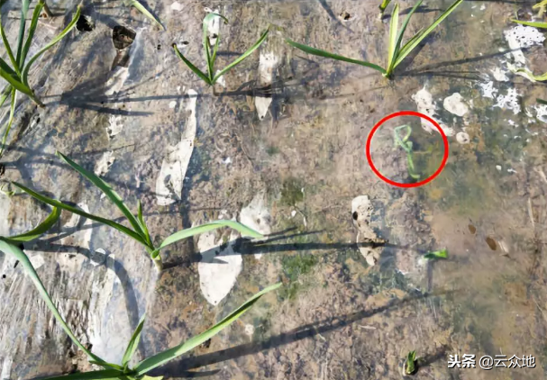 大蒜越冬苗期如何管理？做好6点科学管理，为高产打基础