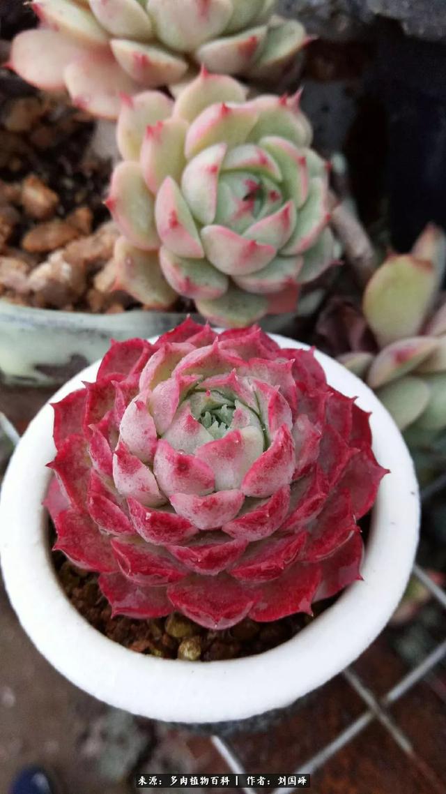 仙桃多肉植物大全(多肉植物图片大全名称)-措必培