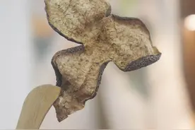 陈皮是橘子皮吗？图片