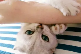 猫咪咬你手不是恨你，还有这几个含义，别误会它了图片