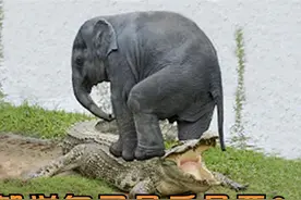 搞笑GIF：来来来，师傅抽根烟！你跟我说说你是怎么开上去的？图片