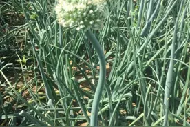 种植的圆葱开花，是哪些原因造成的？有什么解决办法和注意事项？图片