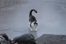 猫在冰面上走会什么样子，这动作像穿了滑板鞋，太搞笑了视频封面
