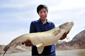 脆肉鲩为什么要喂蚕豆？有蚕豆病的人能吃脆肉鲩吗？图片