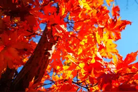 王子揭秘！央视报道的本溪枫叶到底有多红？图片