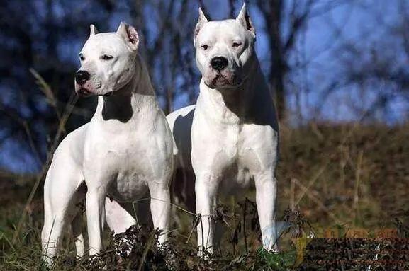 杜高犬,猎场上的铁血硬汉,威武,霸气的猎犬之王