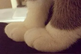 天真无鞋。 ​​​​图片
