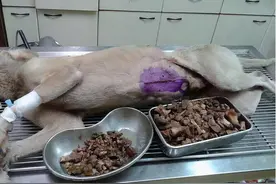 “烂胃王”被揪出！这些食物长期喂狗，可能致死图片