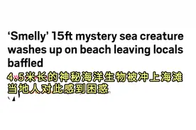 海滩惊现4米长神秘海兽尸体，网络推理大赛又开始了图片