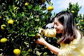 「芦柑正当时」你所不知道芦柑在永春栽培的隐秘往事在这里→图片