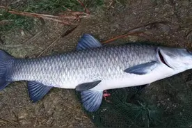 教你如何分辨草鱼、青鱼、鲢鱼、鳙鱼鲤鱼等各种鱼图片