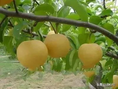 邢台十大皇家贡品，你知道是什么吗？