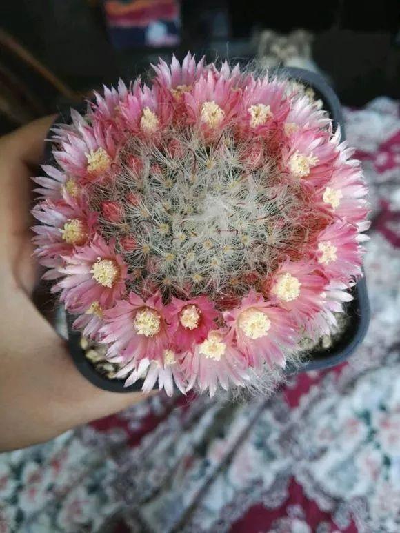 爷爷家的仙人球,一养就是10年,全身长满白毛自带萌感