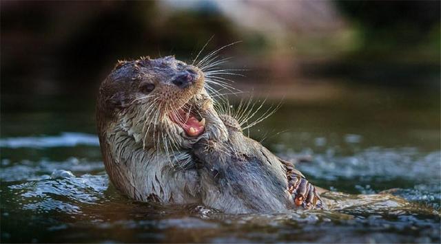 你别看水獭个子不大,在水中是一个黑影子,露出头来,还有点萌.