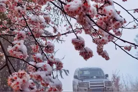 美爆了！樱花与雪花邂逅，孝感这些绝美赏花地你都打卡了吗？图片