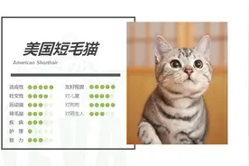 美国短毛猫丨银虎斑图片