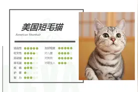 美国短毛猫丨银虎斑图片