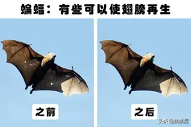 令人类羡慕，拥有再生能力的12种动物图片