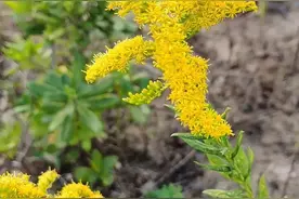 加拿大一枝黄花肆虐南京郊野图片