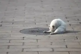 猫狗虎新冠检测呈阳性，专家称现无证据传染人，遗弃宠物风险更大图片
