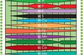 恶劣天气过后，磷酸二氢钾在苗期要慎用！图片
