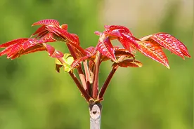 买香椿，“红叶”和“绿叶”哪种营养更好？教你一招放一年都不坏图片
