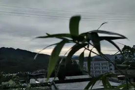 星火点点，秋叶上图片