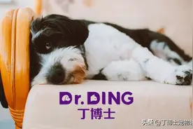 病犬的饲养管理和营养需要图片