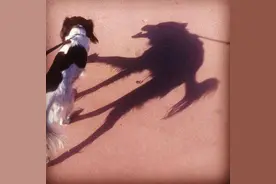 40组照片，宠物有多恐怖？又可怕又可笑的猫咪和狗子们图片