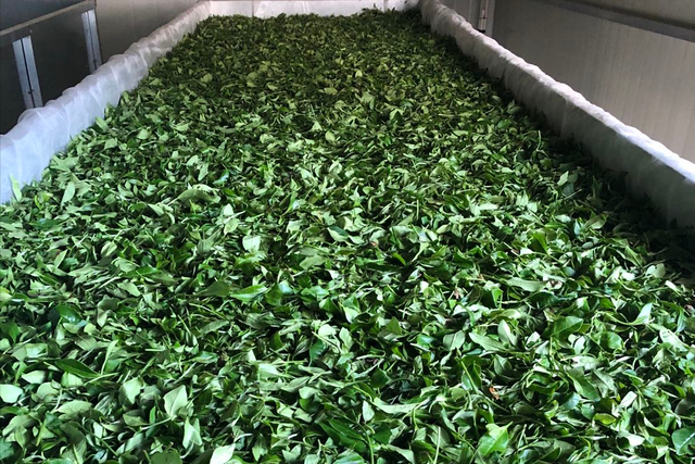 白茶的加工工艺是什么？