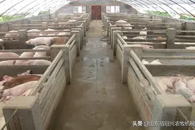养猪人常采用给猪舍降温的几个日常办法图片