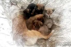在西伯利亚野外，7条幼犬偎依在母犬怀里，希望能用热量来唤醒它图片