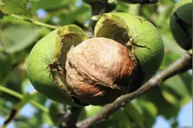 为什么现在的核桃越来越便宜了？这些原因没人说，但你要知道图片