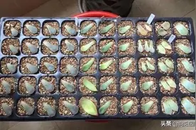 养多肉，必备“繁殖”技能，从此以后不用买，一片叶子繁殖一棵图片