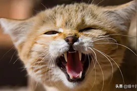 猫语听力测试，它可能在骂你，你知道么？图片