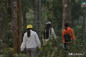 全凭经验，纯手工制茶，有这样的手艺还怕没有好茶喝？图片