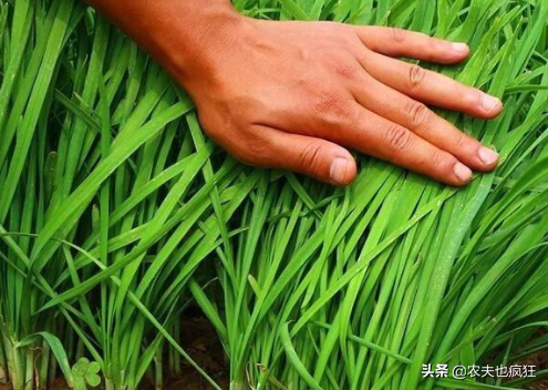 俗语“六月韭，臭死狗”是啥意思？六月的韭菜不能吃吗？看完懂了