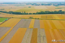 河南许昌：麦收季 金满地图片